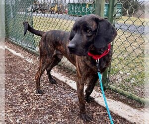 Mutt Dogs for adoption in Waterford, VA, USA