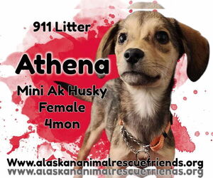Alaskan Klee Kai-Unknown Mix Dogs for adoption in Anchorage, AK, USA
