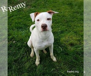 American Pit Bull Terrier-Unknown Mix Dogs for adoption in Blacklick, OH, USA