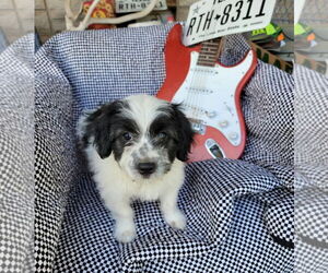 Australian Shepherd-Maltese Mix Dogs for adoption in Grafton, WI, USA