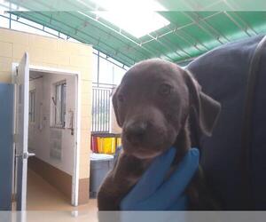 Labrador Retriever-Unknown Mix Dogs for adoption in Chula Vista, CA, USA