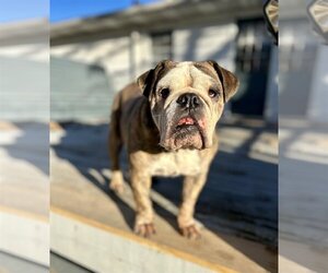 Bulldog Dogs for adoption in New Albany, OH, USA