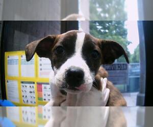 American Pit Bull Terrier-Unknown Mix Dogs for adoption in Tulsa, OK, USA