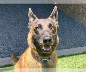 Mutt Dogs for adoption in Moreno Valley, CA, USA