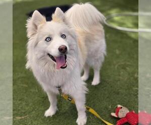 Siberian Husky-Unknown Mix Dogs for adoption in Las Vegas, NV, USA