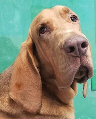 Bloodhound Dogs for adoption in Overland Park, KS, USA