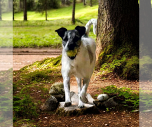 Mutt Dogs for adoption in Vail, AZ, USA