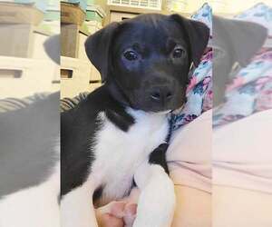 Boston Terrier-Staffordshire Bull Terrier Mix Dogs for adoption in Mechanicsburg, PA, USA