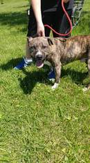 American Pit Bull Terrier Dogs for adoption in Trenton, MO, USA