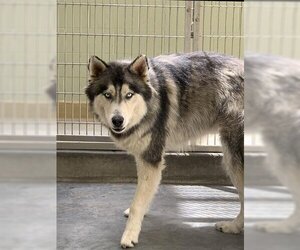 Alusky Dogs for adoption in Upland, CA, USA