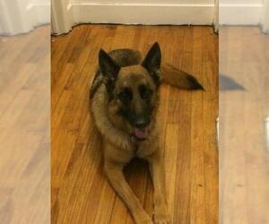 German Shepherd Dog Dogs for adoption in Canton, CT, USA