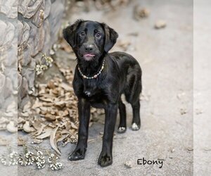 Labrador Retriever Dogs for adoption in Hot Springs Village, AR, USA