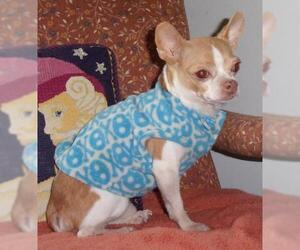 Chihuahua Dogs for adoption in Newfoundland, PA, USA