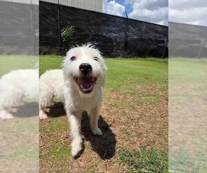 Mutt Dogs for adoption in Sugar Land, TX, USA