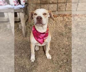 Labrador Retriever-Unknown Mix Dogs for adoption in Tulsa, OK, USA