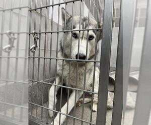 Siberian Husky-Unknown Mix Dogs for adoption in Las Vegas, NV, USA