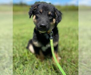 Australian Retriever Dogs for adoption in Pacolet, SC, USA