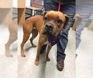 Boxer Dogs for adoption in Hanford, CA, USA