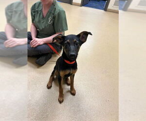 German Shepherd Dog-Unknown Mix Dogs for adoption in Ogden, UT, USA