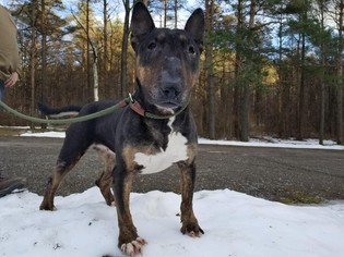 Bull Terrier Dogs for adoption in Hornell, NY, USA