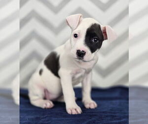 Bulldog-Labrador Retriever Mix Dogs for adoption in Lakewood, CO, USA