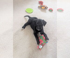 Labradoodle Dogs for adoption in Wheaton, IL, USA