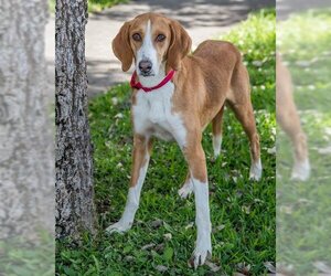 English Foxhound Dogs for adoption in Miami, FL, USA