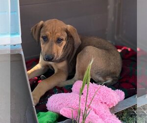 Mutt Dogs for adoption in Yreka, CA, USA