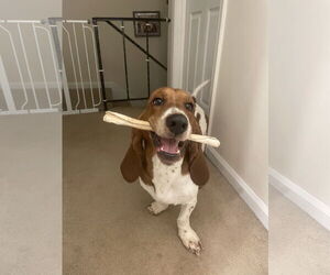 Basset Hound Dogs for adoption in Carrollton, TX, USA