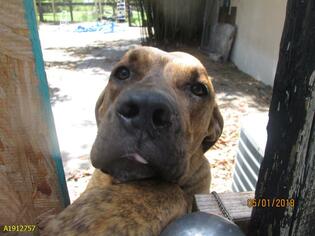 Medium Photo #1 English Coonhound-Unknown Mix Puppy For Sale in West Palm Beach, FL, USA