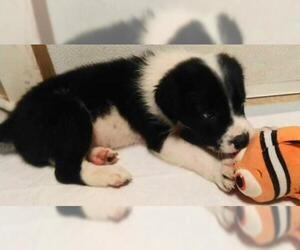 Border Collie Dogs for adoption in Tyler, TX, USA