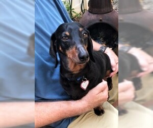 Dachshund Dogs for adoption in Lewisburg, TN, USA