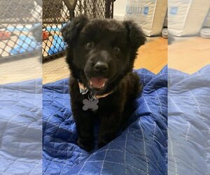 Mutt Dogs for adoption in Holly Springs, NC, USA