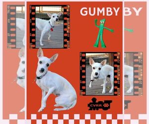 Italian Greyhuahua Dogs for adoption in Lindsay, CA, USA