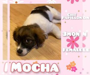 Chion Dogs for adoption in Anchorage, AK, USA