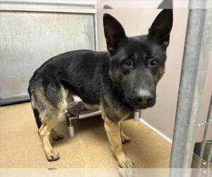 German Shepherd Dog Dogs for adoption in Martinez, CA, USA