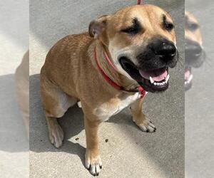 Mastiff-Unknown Mix Dogs for adoption in Forestville, MD, USA