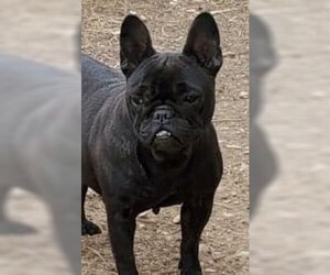 French Bulldog Dogs for adoption in Cabool, MO, USA