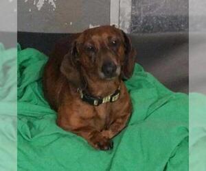Dachshund Dogs for adoption in Galax, VA, USA