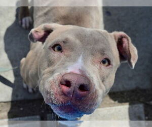 American Staffordshire Terrier-Unknown Mix Dogs for adoption in Ocala, FL, USA