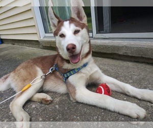 Siberian Husky Dogs for adoption in COLUMBIA, MD, USA