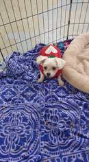 Maltese Dogs for adoption in Trenton, MO, USA