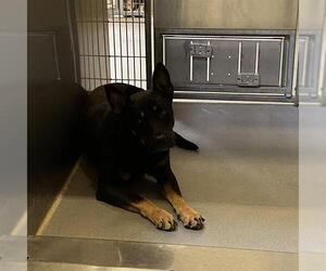 Rottweiler-Unknown Mix Dogs for adoption in Modesto, CA, USA