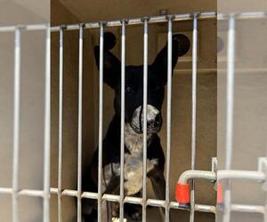American Pit Bull Terrier-Border Collie Mix Dogs for adoption in Oklahoma City, OK, USA