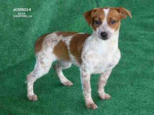 Medium Photo #1 Beagle Puppy For Sale in Hanford, CA, USA