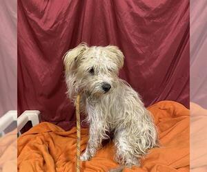 Maltese-Unknown Mix Dogs for adoption in Modesto, CA, USA