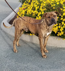 Mastiff Dogs for adoption in Santa Monica, CA, USA