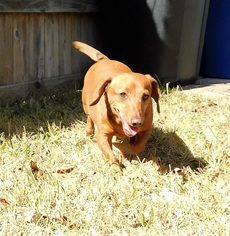 Small Dachshund