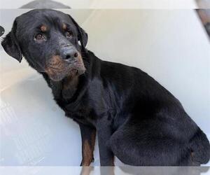 Rottweiler Dogs for adoption in Houston, TX, USA