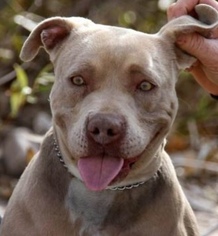 American Pit Bull Terrier Dogs for adoption in Alta Loma, CA, USA